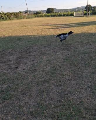 Setter inglese