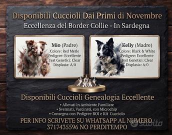Cuccioli Border Collie eccellenza genealogica