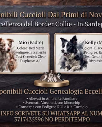 Cuccioli Border Collie eccellenza genealogica