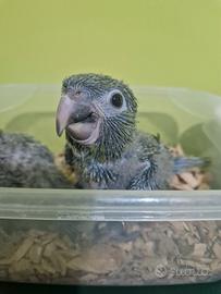 Pappagallo Ara Nobilis