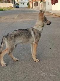 Cuccioli Cane Lupo Cecoslovacco ENCI - Disponibili