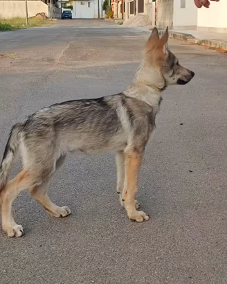 Cuccioli Cane Lupo Cecoslovacco ENCI - Disponibili