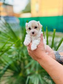Cuccioli di Bichon Frise-pronti per Novità