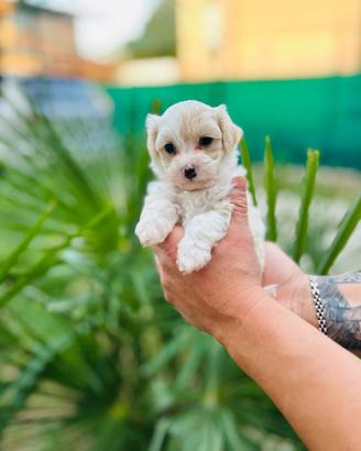 Cuccioli di Bichon Frise-pronti per Novità