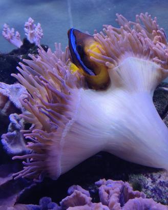 Invertebrati marini