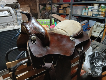 Sella americana 15.5