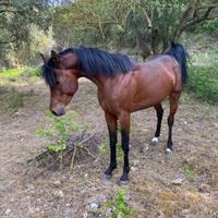 Cavallo arabo