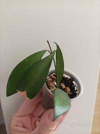 Hoya Davidcummingii