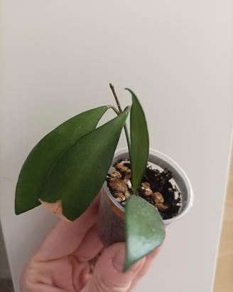 Hoya Davidcummingii