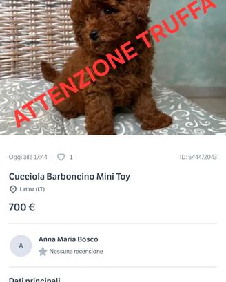 Truffa barboncini