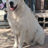 Pastore Maremmano Abruzzese x MONTA