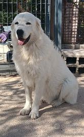 Pastore Maremmano Abruzzese x MONTA