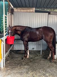 Cavallo quarter horse
