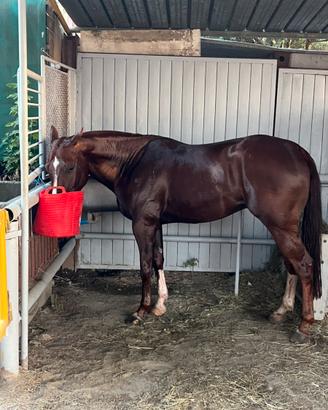 Cavallo quarter horse