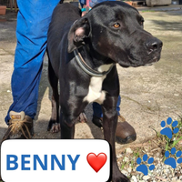 Benny, taglia medio grande