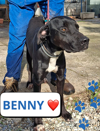 Benny, taglia medio grande