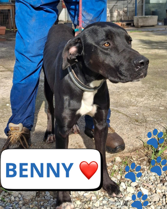 Benny, taglia medio grande