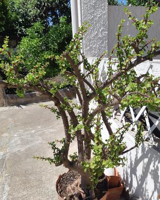 albero di giada