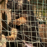 Cuccioli di pastore tedesco