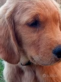 Cucciolo di Golden Retriever