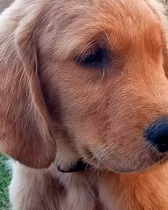 Cucciolo di Golden Retriever