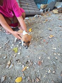 Jack Russell