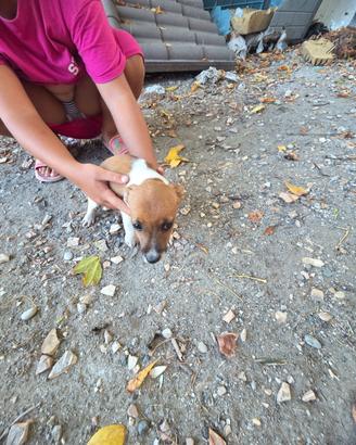 Jack Russell