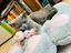Immagine 4