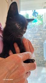 Gattino nero di due mesi da adottare