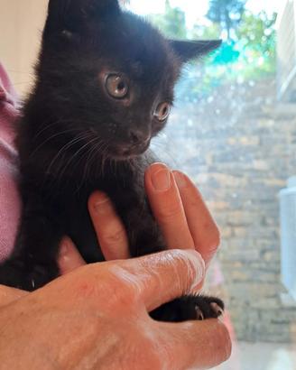 Gattino nero di due mesi da adottare