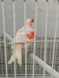 Canarino maschio rosso mosaico