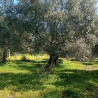  dolia oliveto  40alberi