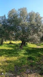  dolia oliveto  40alberi