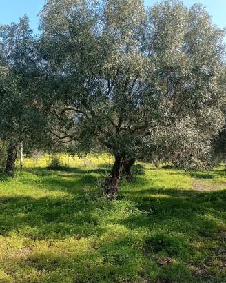  dolia oliveto  40alberi