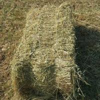 ULTIME BALLETTE FIENO