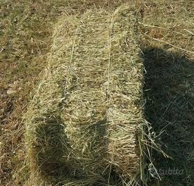 ULTIME BALLETTE FIENO