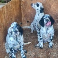 Cuccioli setter ingelse