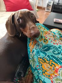 Bassotto nano per monta