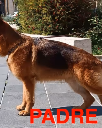 Cuccioli di pastore tedesco