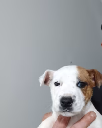 Pit bull