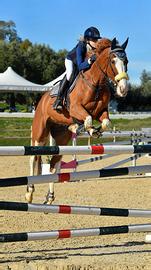 Cavallo da salto