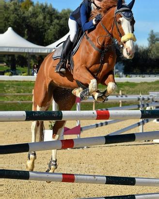 Cavallo da salto