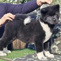 Akita americano