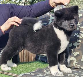 Akita americano