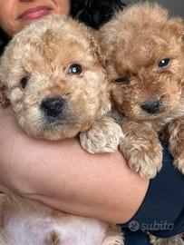 Barboncini toy minitoy figli di teacup