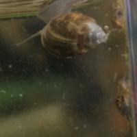 Lumachine pulitrici physa