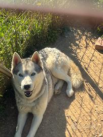 Husky per monta