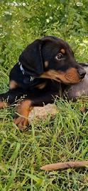 Ultimi cuccioli di dobermann