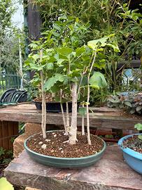 Bonsai Gingko biloba boschetto