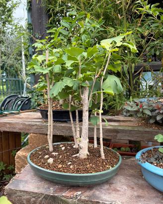 Bonsai Gingko biloba boschetto